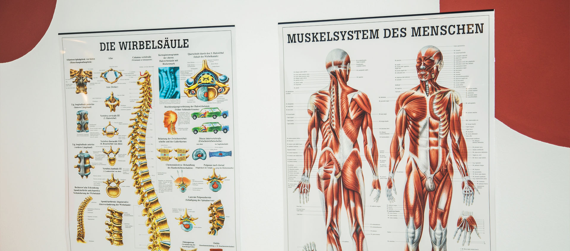 Anatomische Lehrtafeln zur Wirbelsäule und zum Muskelsystem an der Wand der Praxis