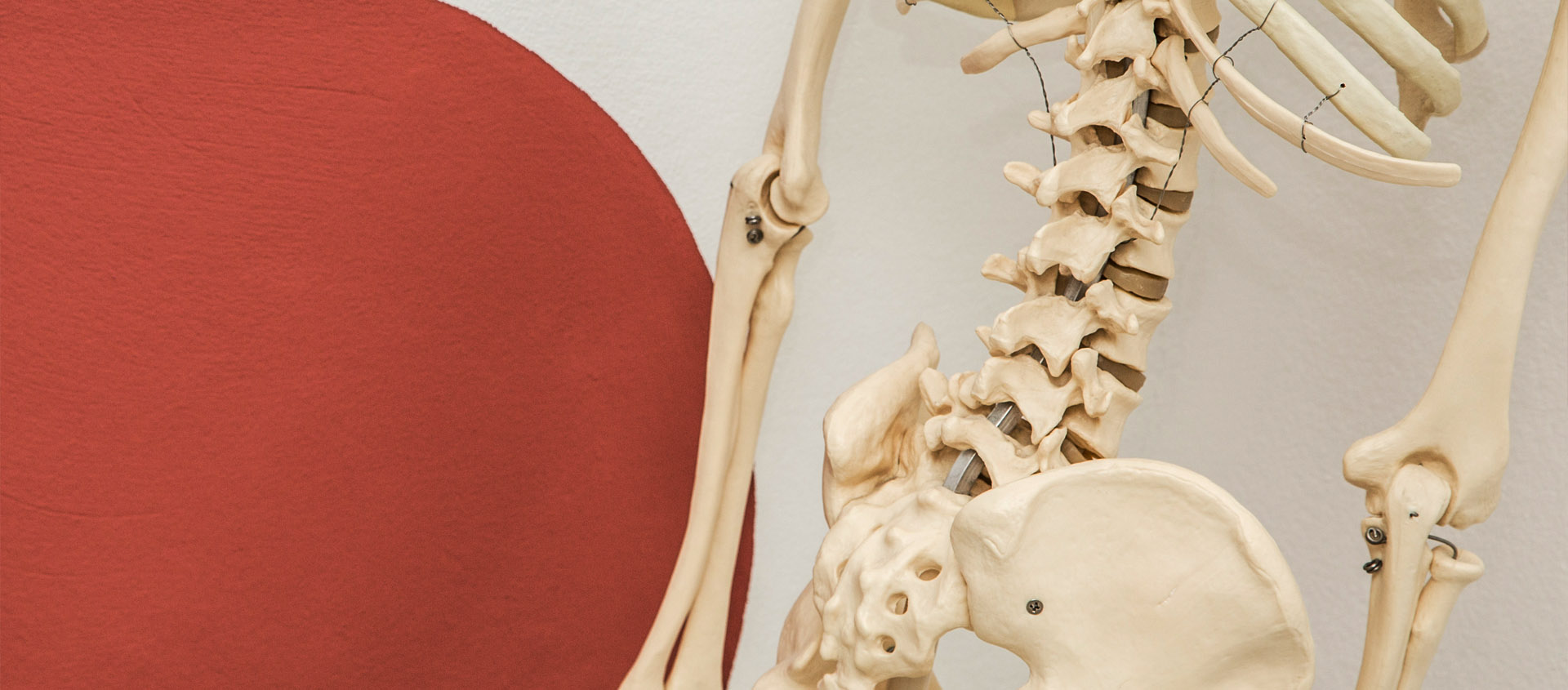 Anatomisches Modell der Wirbelsäule vor der terrakottafarbenen Wand der Praxis